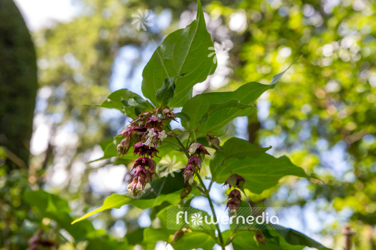 Leycesteria formosa - Himalayan honeysuckle (105709)