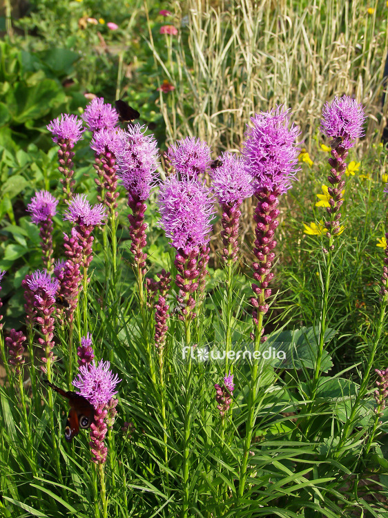 Liatris spicata - Button snakewort (101228)