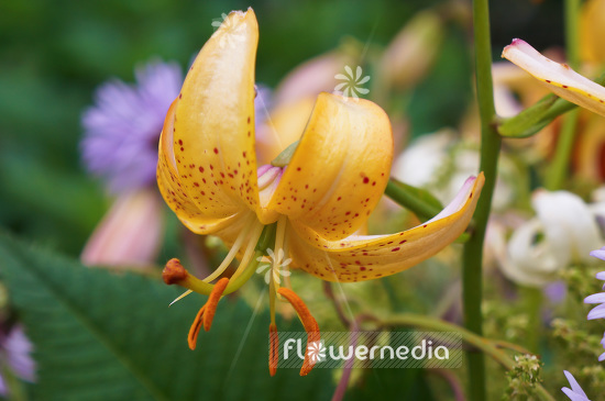 Lilium hansonii - Japanese Turk's-cap (103944)