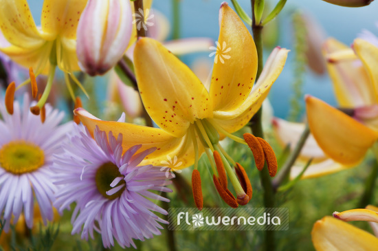 Lilium hansonii - Japanese Turk's-cap (103945)