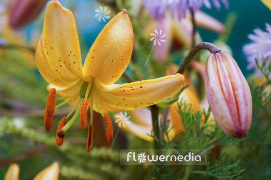 Lilium hansonii - Japanese Turk's-cap (103946)