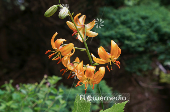 Lilium hansonii - Japanese Turk's-cap (103947)