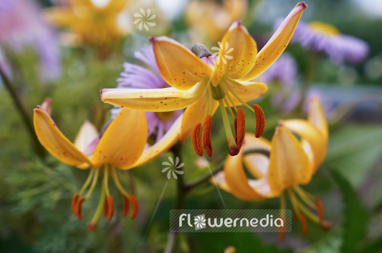 Lilium hansonii - Japanese Turk's-cap (103948)