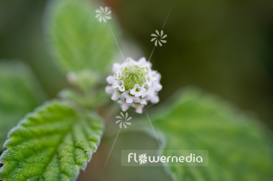 Lippia dulcis - Aztec sweet herb (104235)