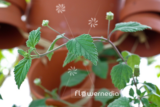 Lippia dulcis - Aztec sweet herb (104236)