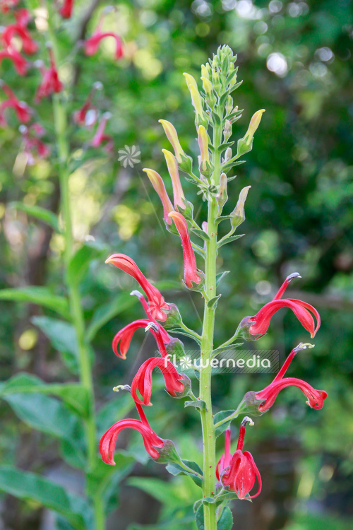 Lobelia tupa - Chilean cardinal flower (110822)