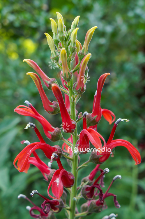 Lobelia tupa - Chilean cardinal flower (110824)