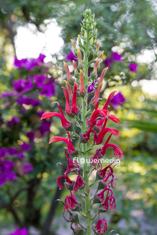 Lobelia tupa - Chilean cardinal flower (110825)