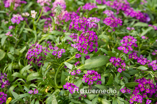 Lobularia maritima - Sweet alyssum (110843)