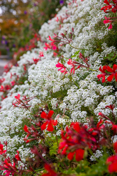 Lobularia maritima - Sweet alyssum (110850)