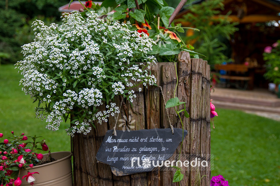 Lobularia maritima - Sweet alyssum (111588)