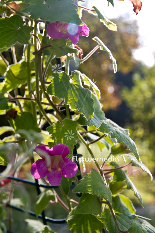 Lophospermum erubescens - Mexican twist (103973)
