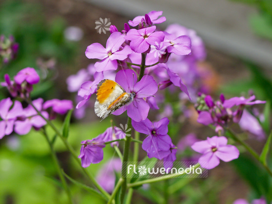 Lunaria annua - Honesty (101247)