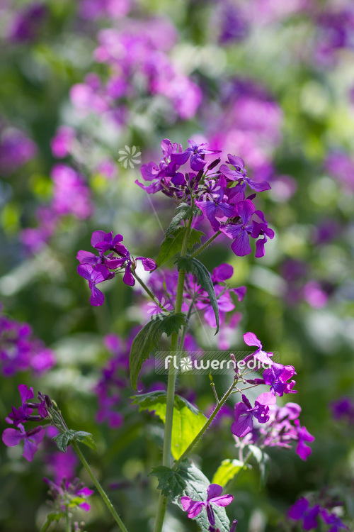 Lunaria annua - Honesty (103978)
