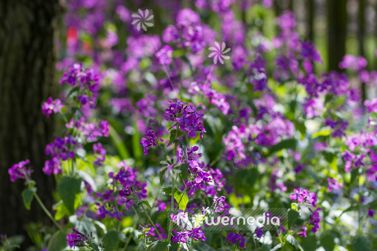 Lunaria annua - Honesty (105508)