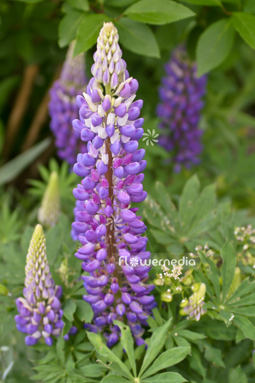 Lupinus 'Gallery Blue' - Lupin (103981)