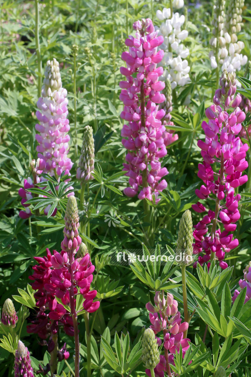 Lupinus 'Gallery Red' - Lupin (103983)