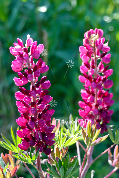 Lupinus 'Gallery Red' - Lupin (103984)