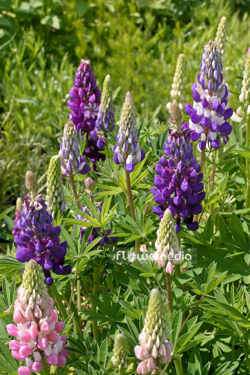Lupinus 'Gallery Violet' - Lupin (103985)