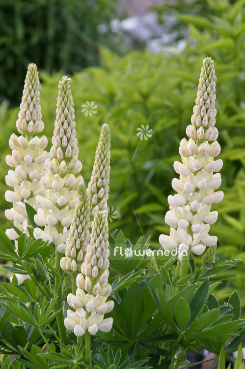 Lupinus 'Gallery White' - Lupin (101249)