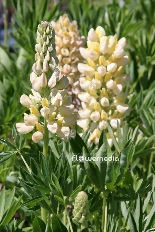 Lupinus 'Gallery Yellow' - Lupin (103987)