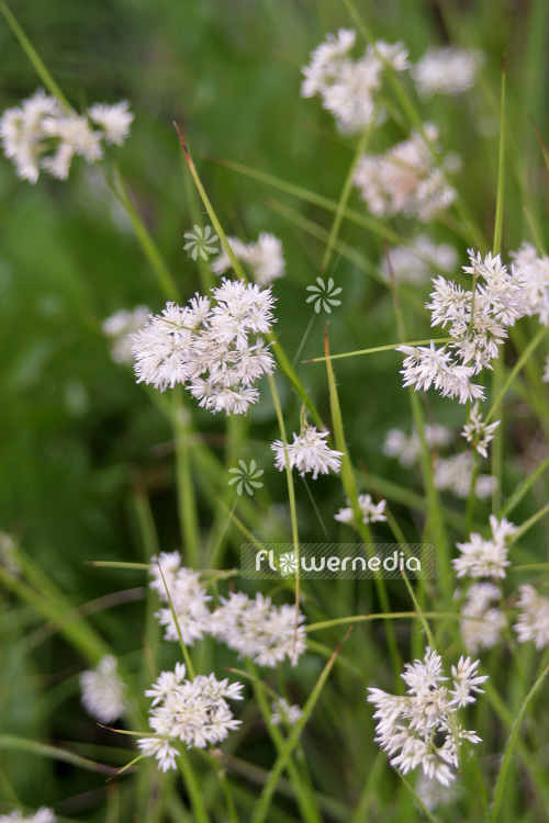 Luzula nivea - Snowy wood-rush (103989)