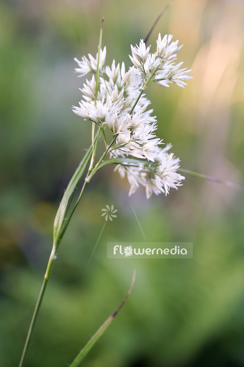 Luzula nivea - Snowy wood-rush (103991)