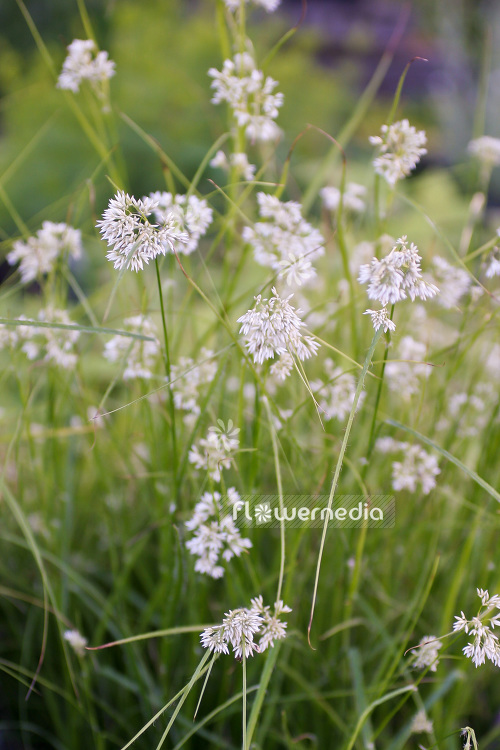 Luzula nivea - Snowy wood-rush (103992)