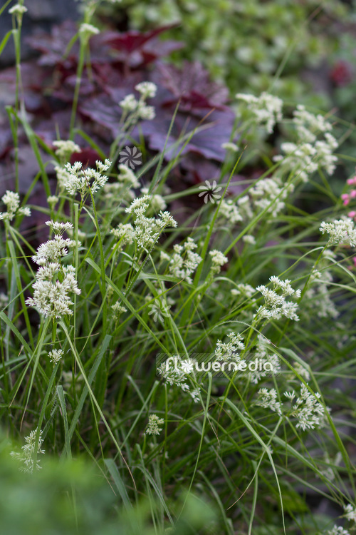 Luzula nivea - Snowy wood-rush (103993)