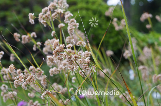 Luzula nivea - Snowy wood-rush (103995)