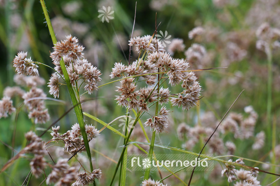Luzula nivea - Snowy wood-rush (103996)