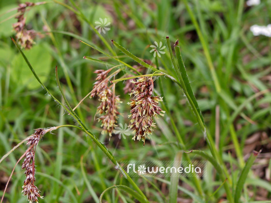 Luzula nutans - Wood-rush (101252)