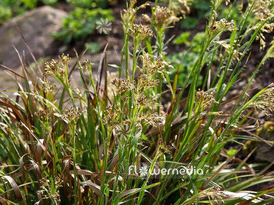 Luzula sieberi - Wood-rush (101253)
