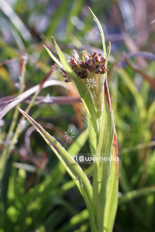Luzula sylvatica - Greater wood-rush (103999)