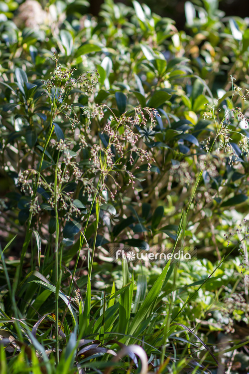 Luzula sylvatica - Greater wood-rush (104000)