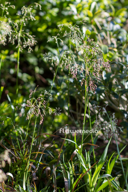 Luzula sylvatica - Greater wood-rush (104001)