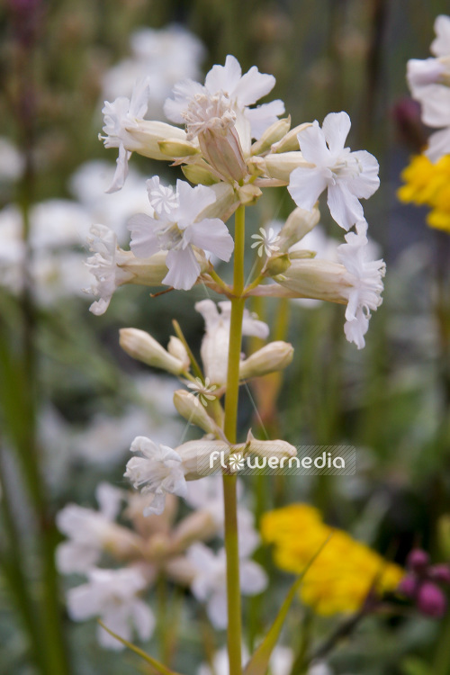 Lychnis viscaria 'Alba' - Sticky catchfly (104003)