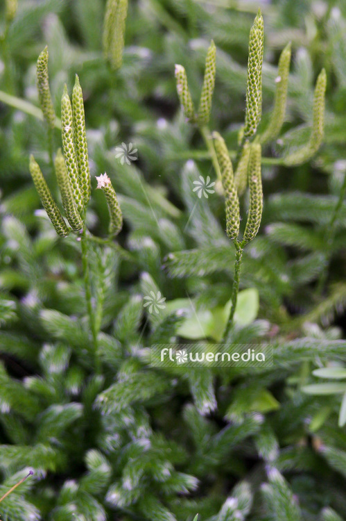 Lycopodium clavatum - Stag's horn clubmoss (101261)