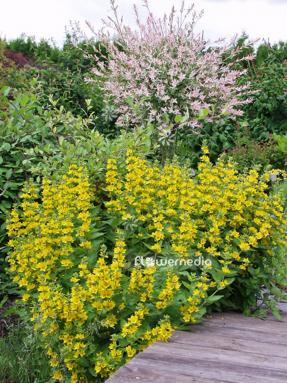 Lysimachia punctata - Spotted loosestrife (101269)