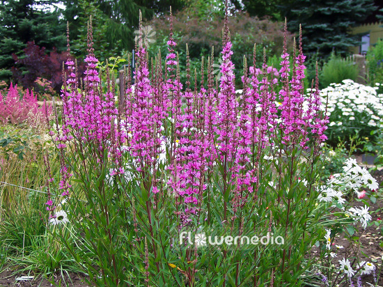 Lythrum salicaria - Purple loosestrife (101273) - flowermedia