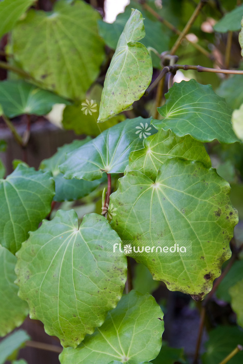 Macropiper excelsum - Kawakawa (104016)