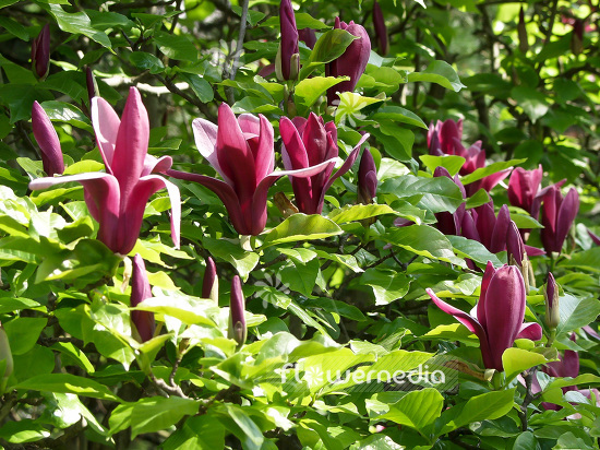 Magnolia liliiflora 'Nigra' - Black lily magnolia (101278)