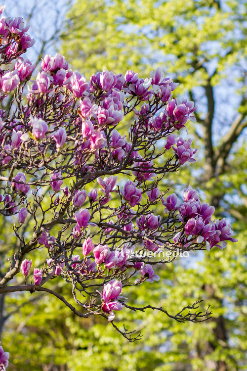 Magnolia x soulangeana - Saucer magnolia (105513)