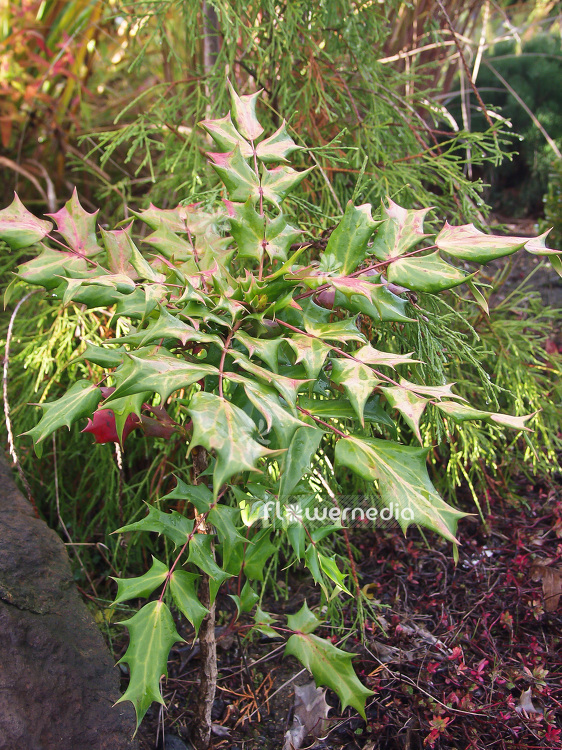 Mahonia bealei - Beale's barberry (101282)