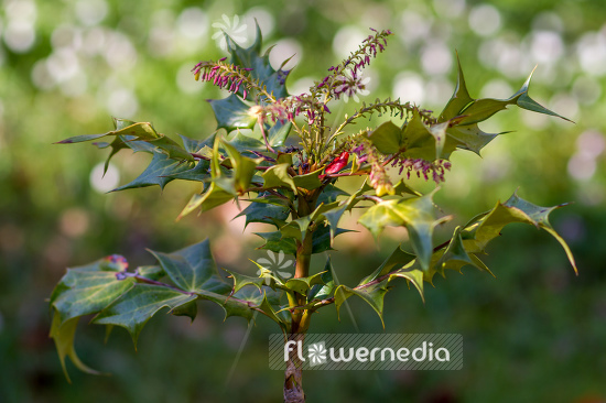 Mahonia bealei - Beale's barberry (105515)