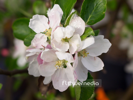 Malus domestica 'Geheimrat Brentian' - Apple (101284)