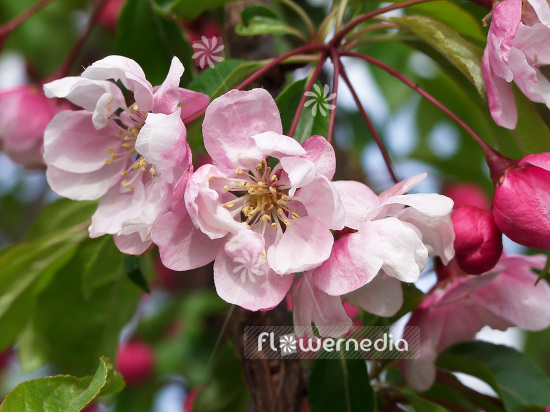 Malus 'Van Eseltine' - Crab apple (101294)