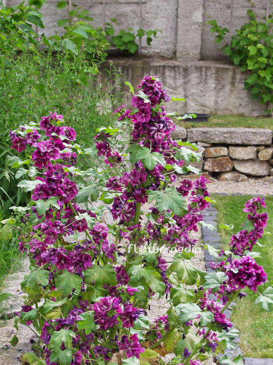 Malva sylvestris - Common mallow (101297)