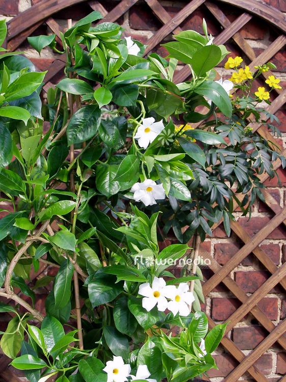 Mandevilla boliviensis - White mandevilla (110690)