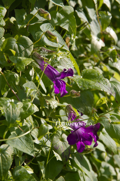 Maurandya barclayana - Angels trumpet (104038)